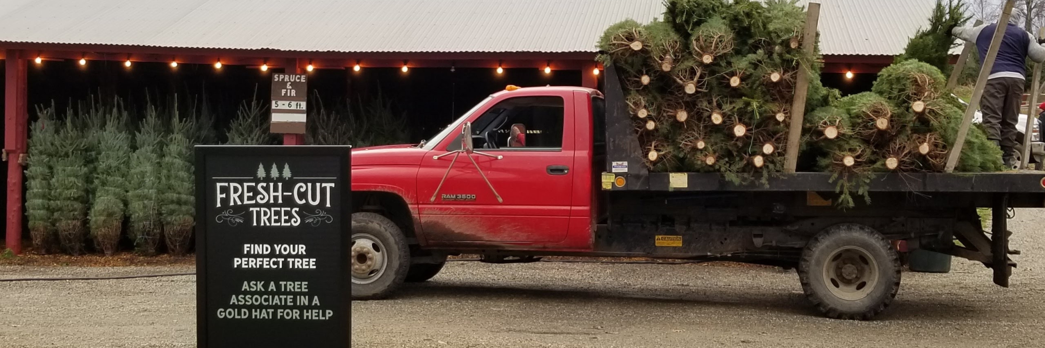 Fresh Cut Trees on a Farm Truck in the Barnyard