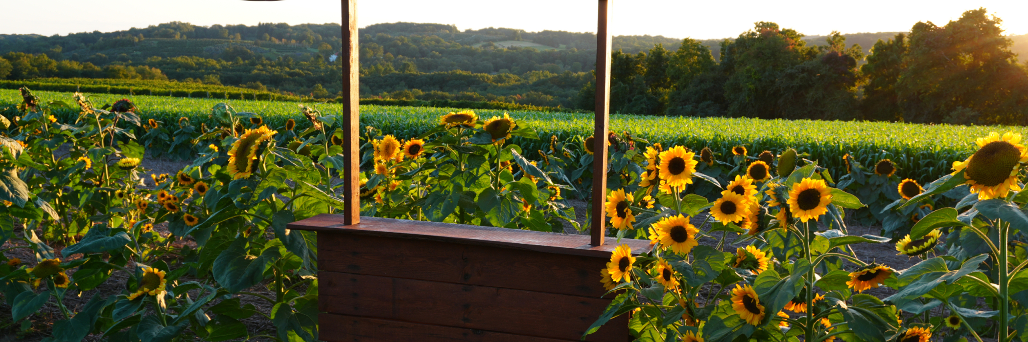Photo Op in a Sunflower Field 