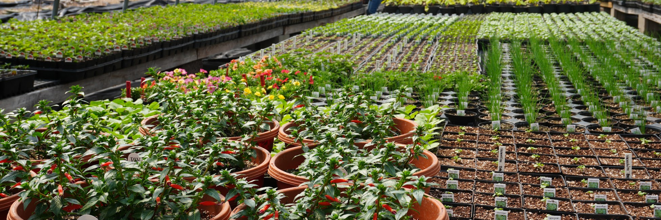 Plants growing in our greenhouses 