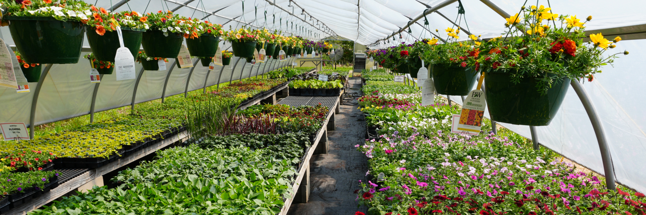 Plants growing in our greenhouse 