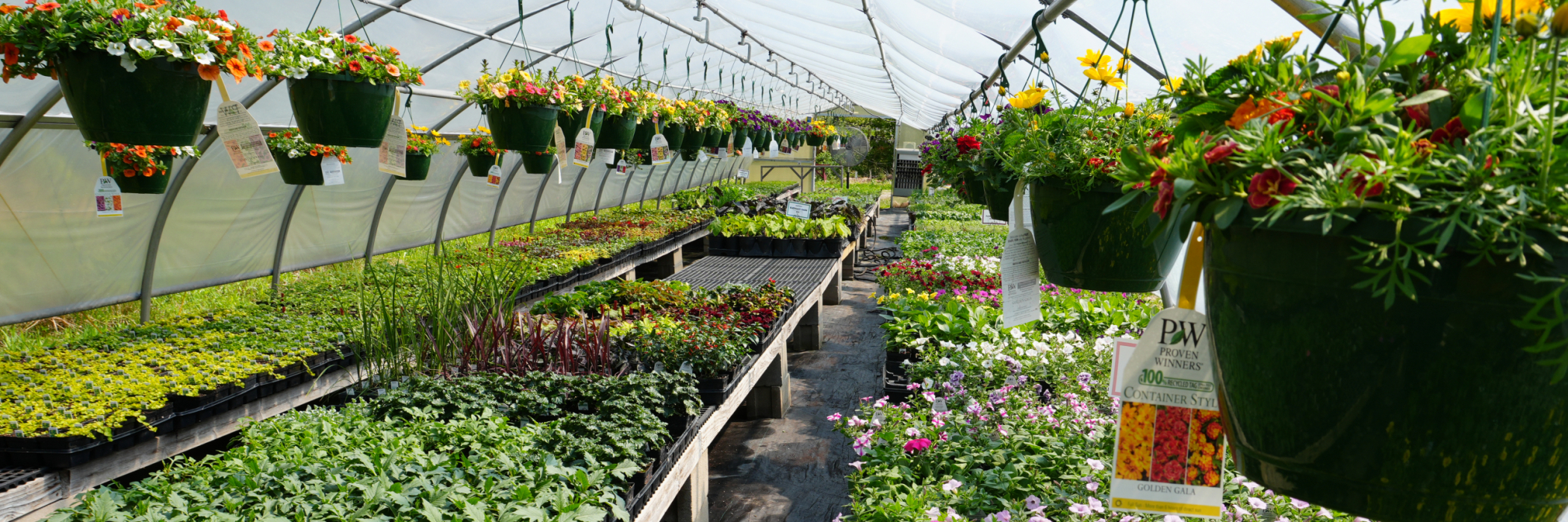 Flowers growing in our greenhouse 