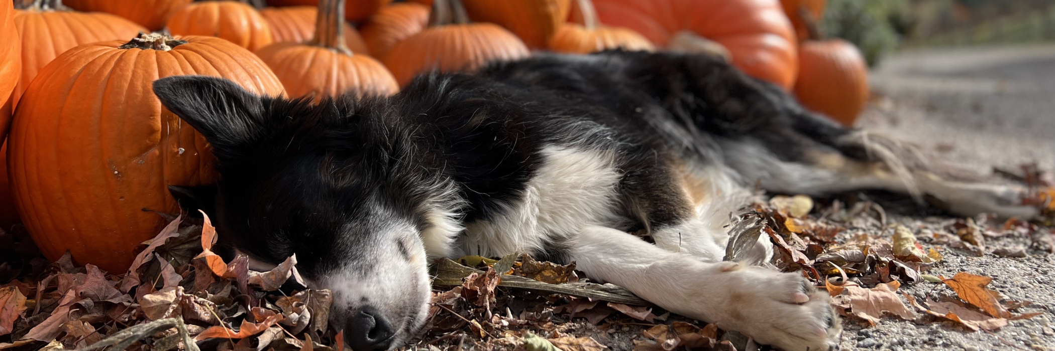 Farm dog Skye naps in a pile of pumpkins
