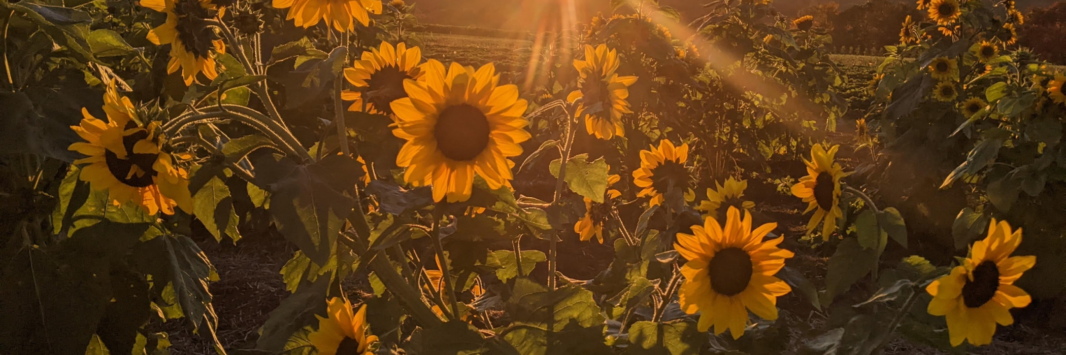 Sunflowers at sunset