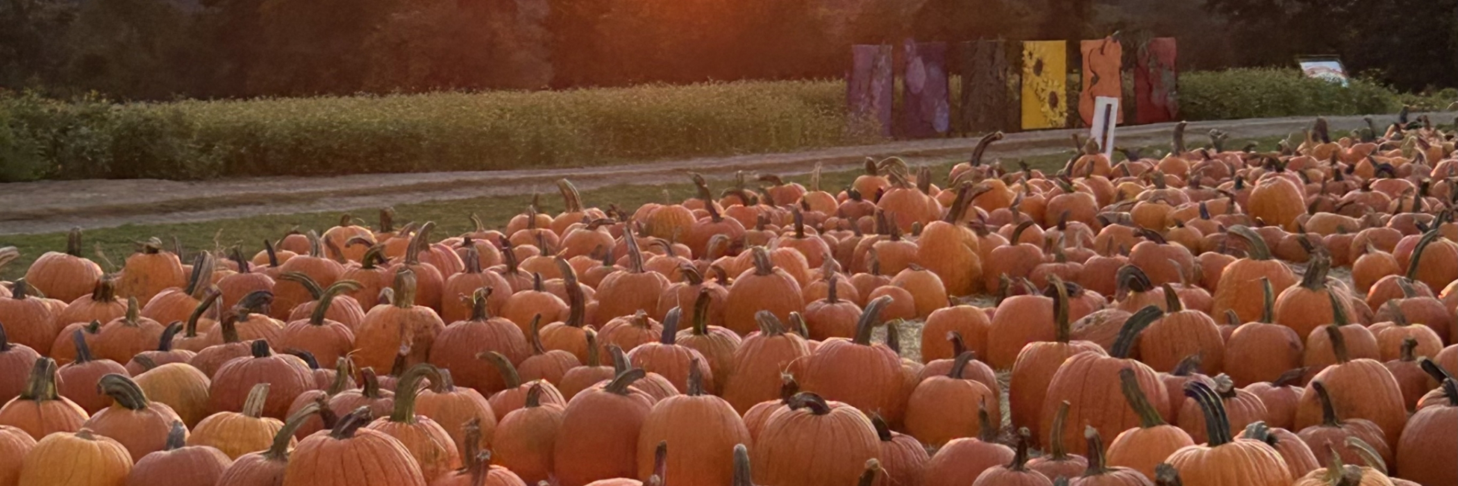 Sunset over the field of pumpkins