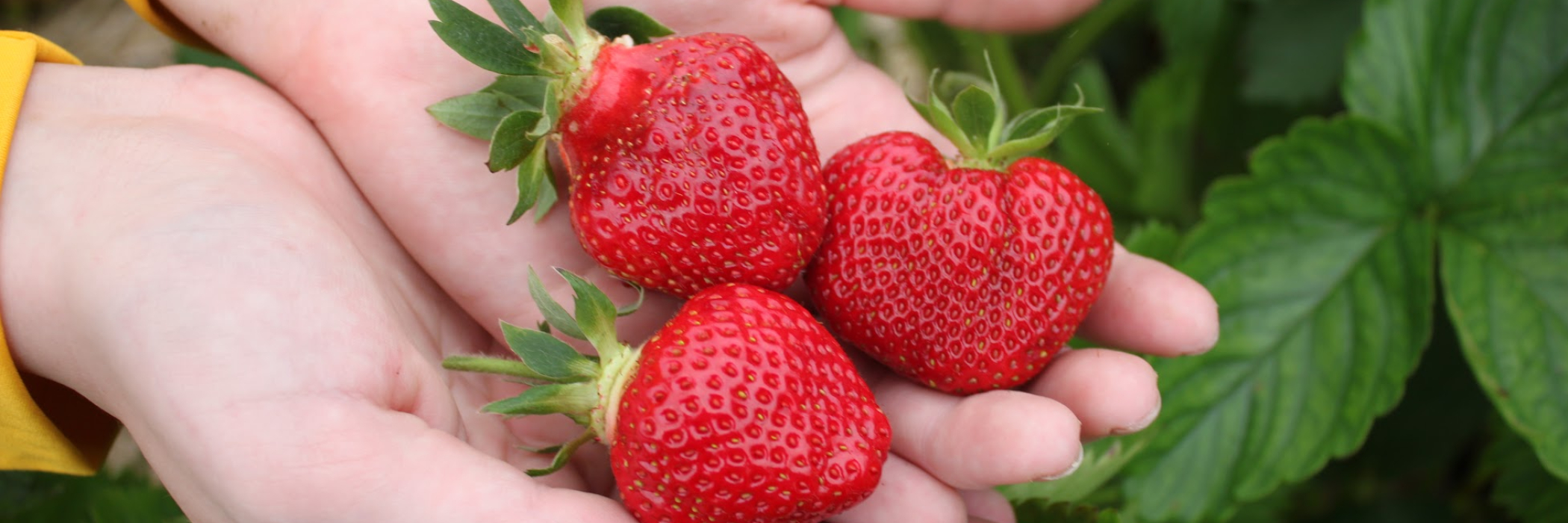 Strawberries from the field 