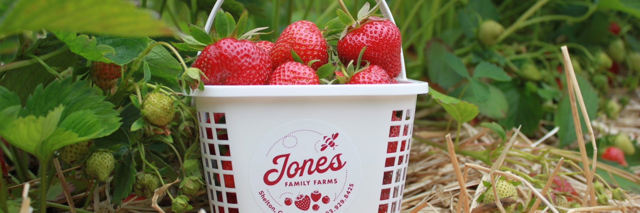Strawberry basket in the field 