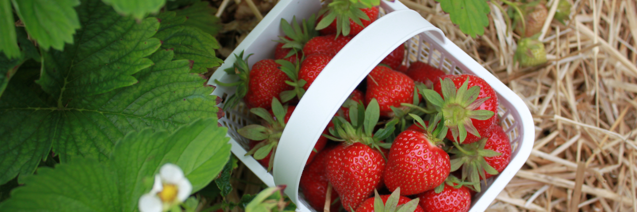 A strawberry basket from above in the field