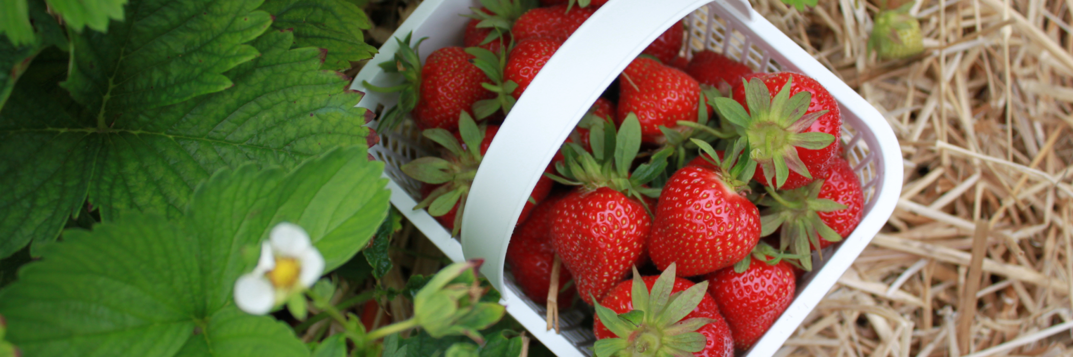 Basket of strawberries 