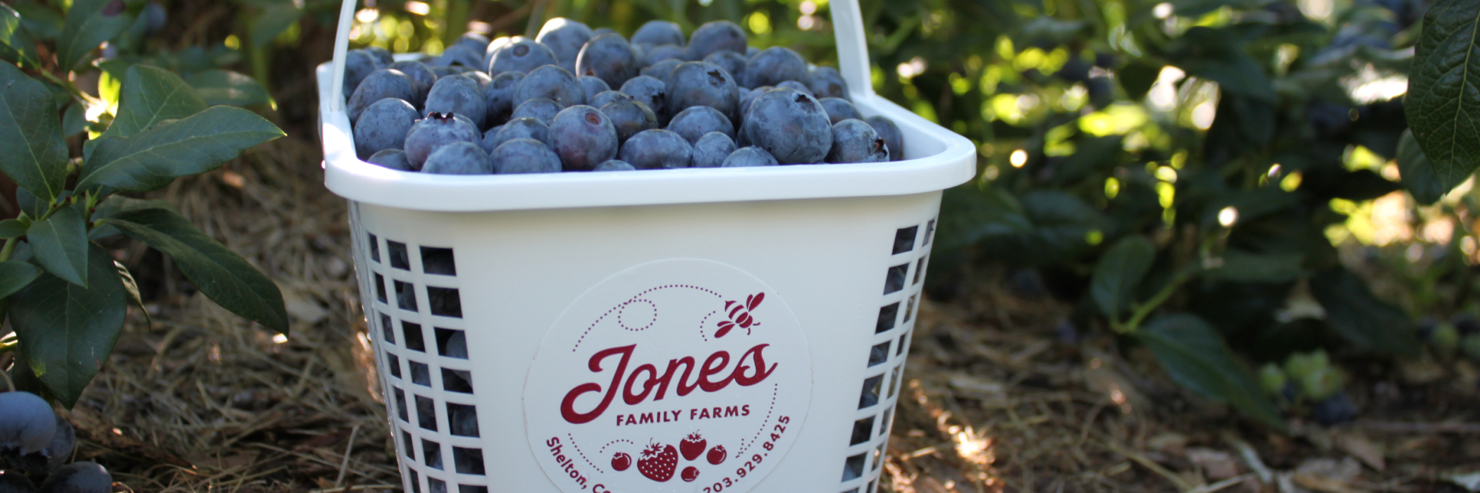Blueberry Basket in Field