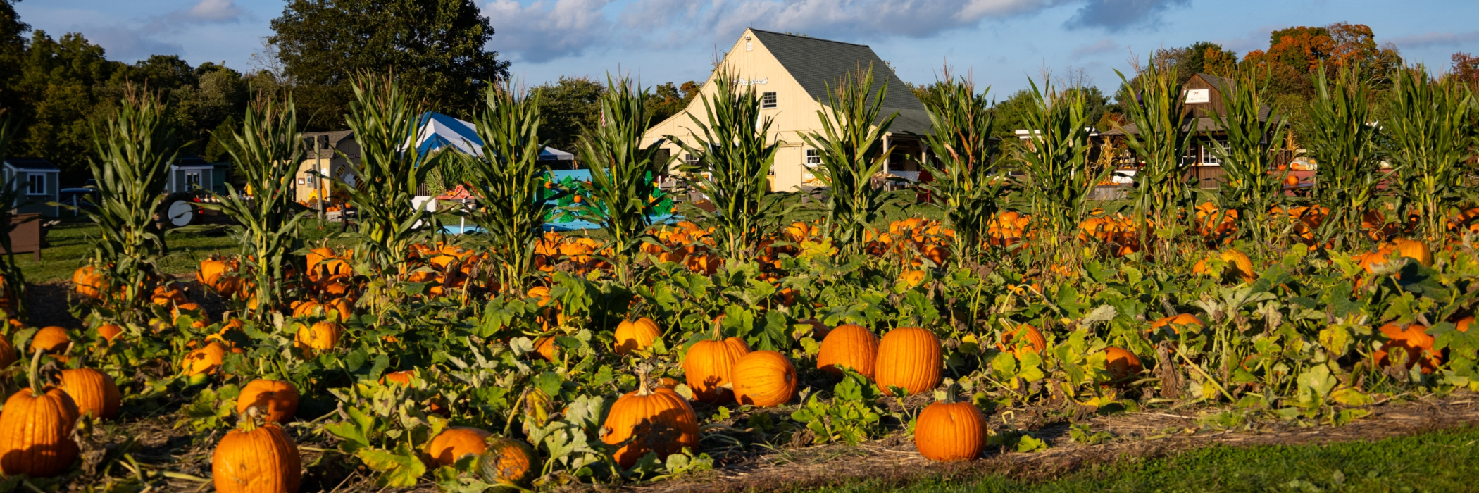 pumpkin field