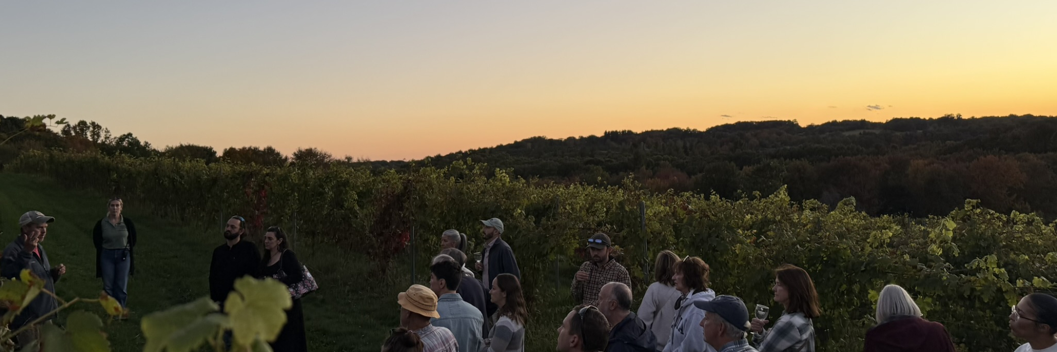 Sunset Vineyard Tour