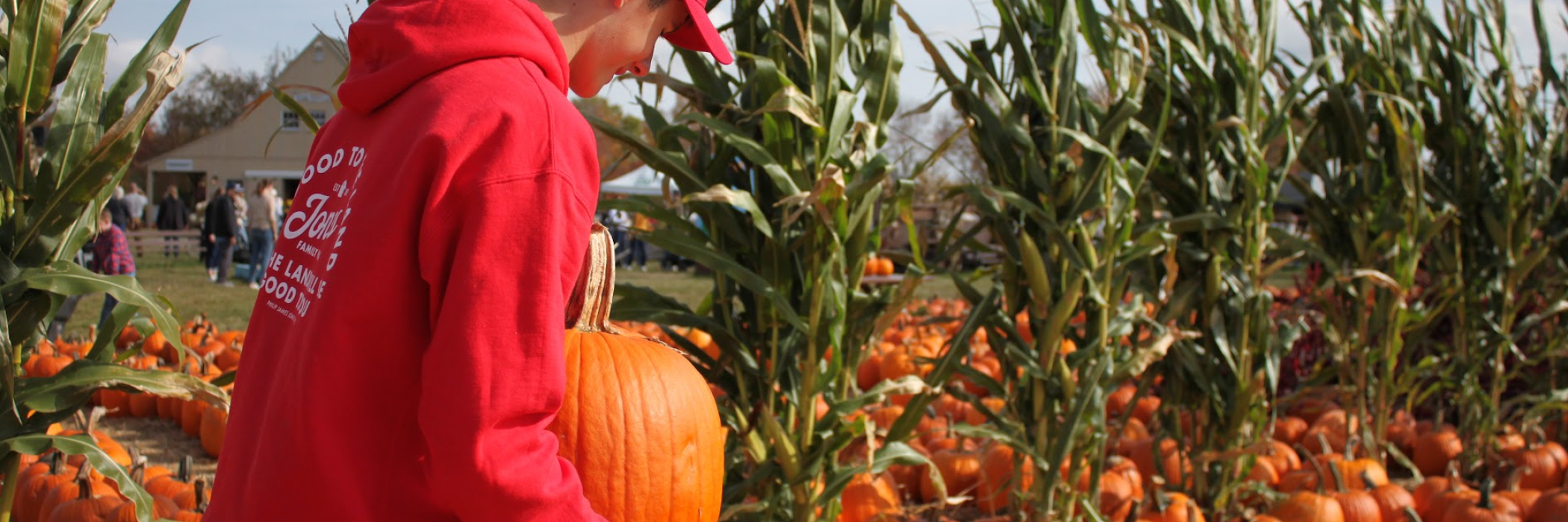 Person Picking Up Pumpkin from Field 