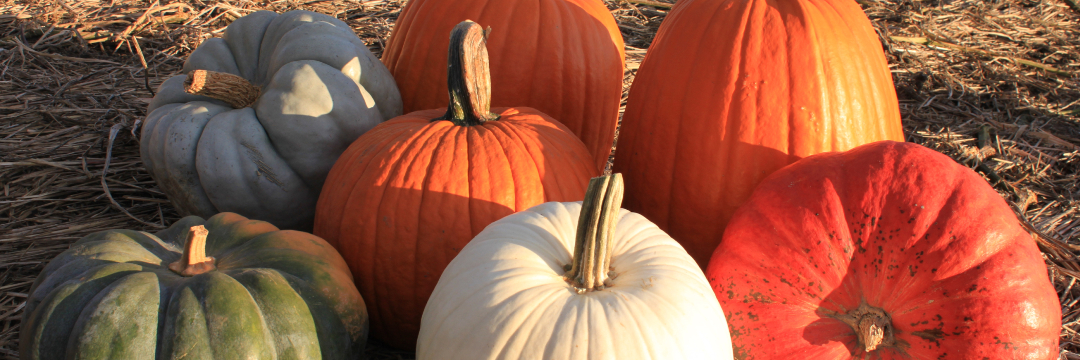 A variety of pumpkins in the field 