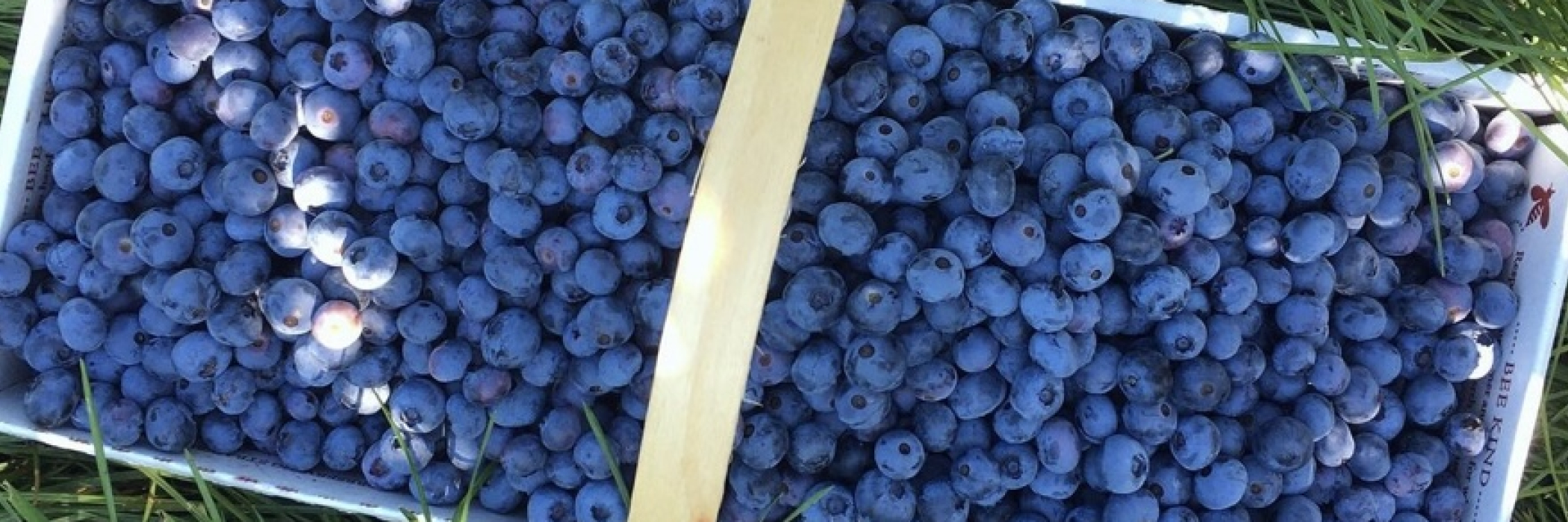 Box full of blueberries in the grass