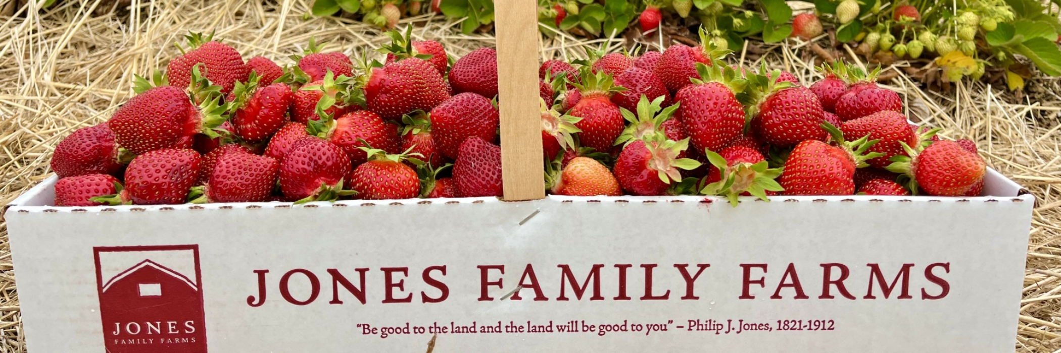 Box of Strawberries in Field