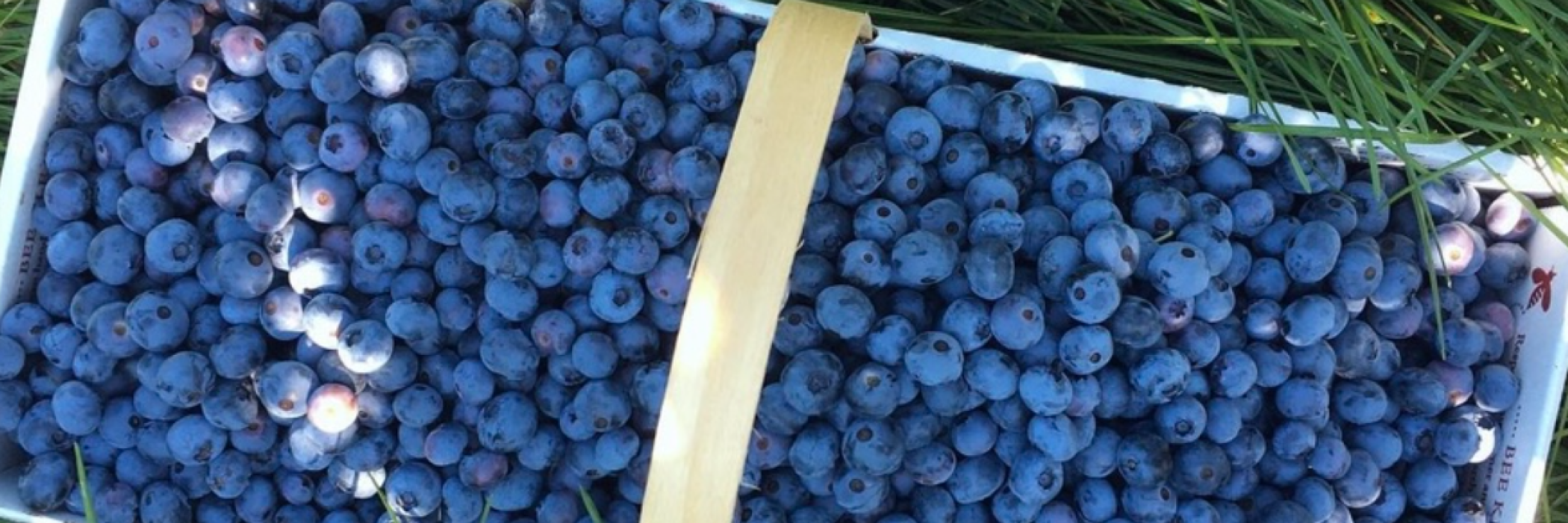 box of blueberries in the grass