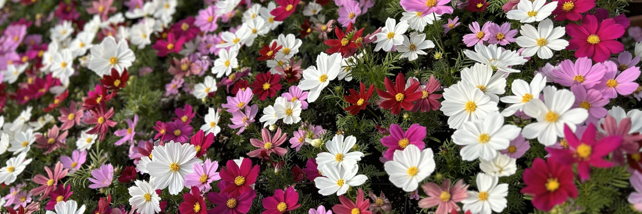 Cosmos flowers in the Jones greenhouse in the spring