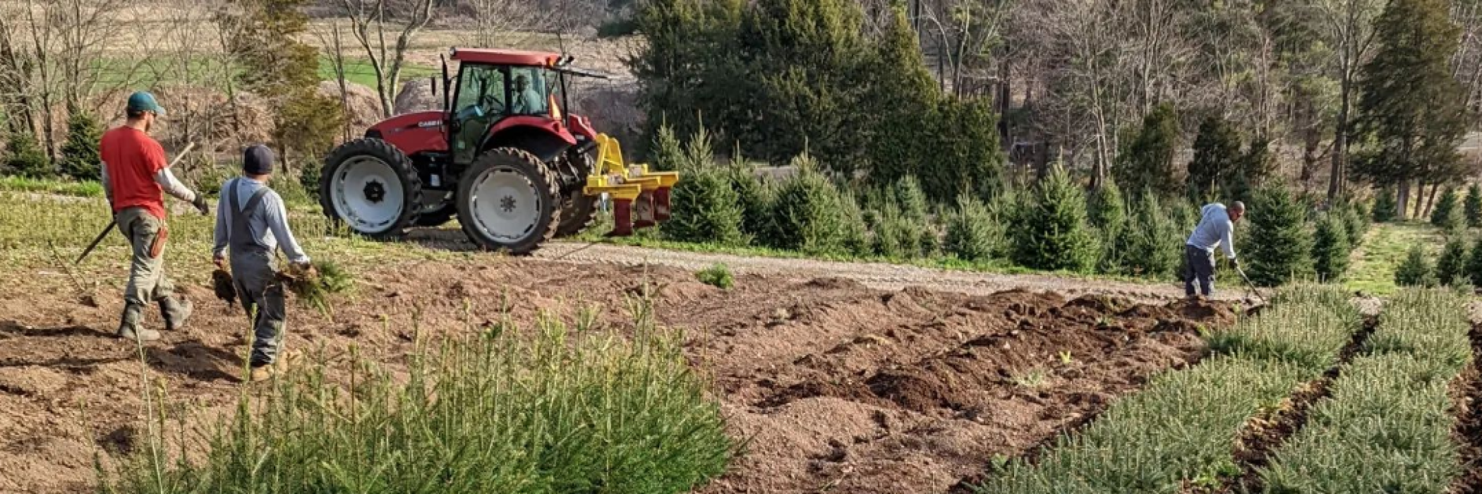 planting Christmas trees