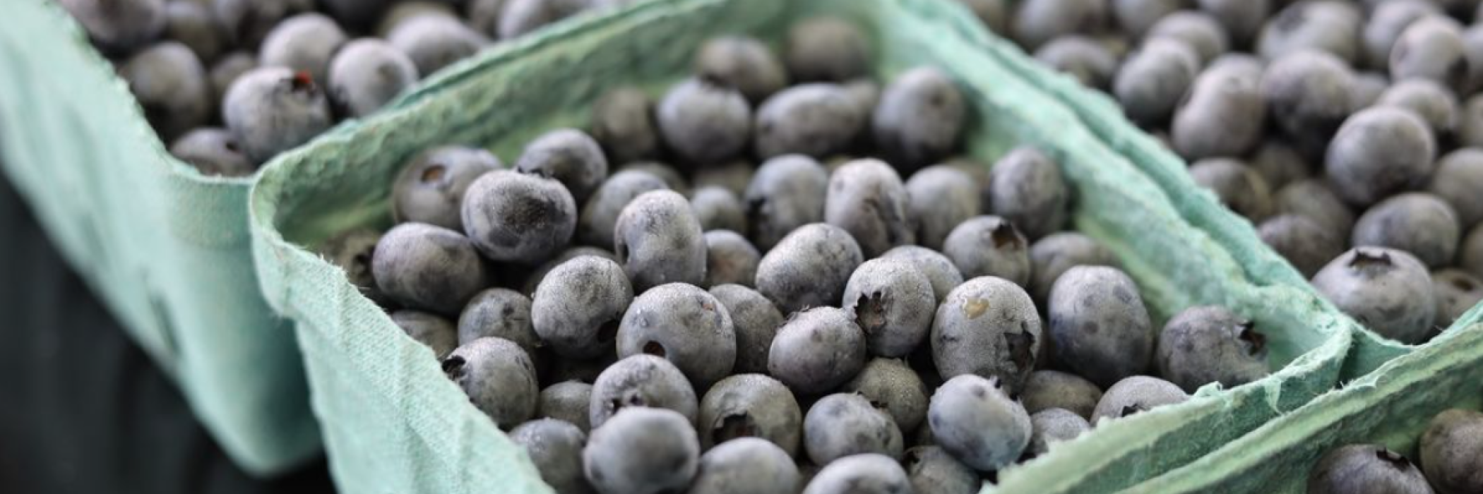 bins of pre-picked blueberries