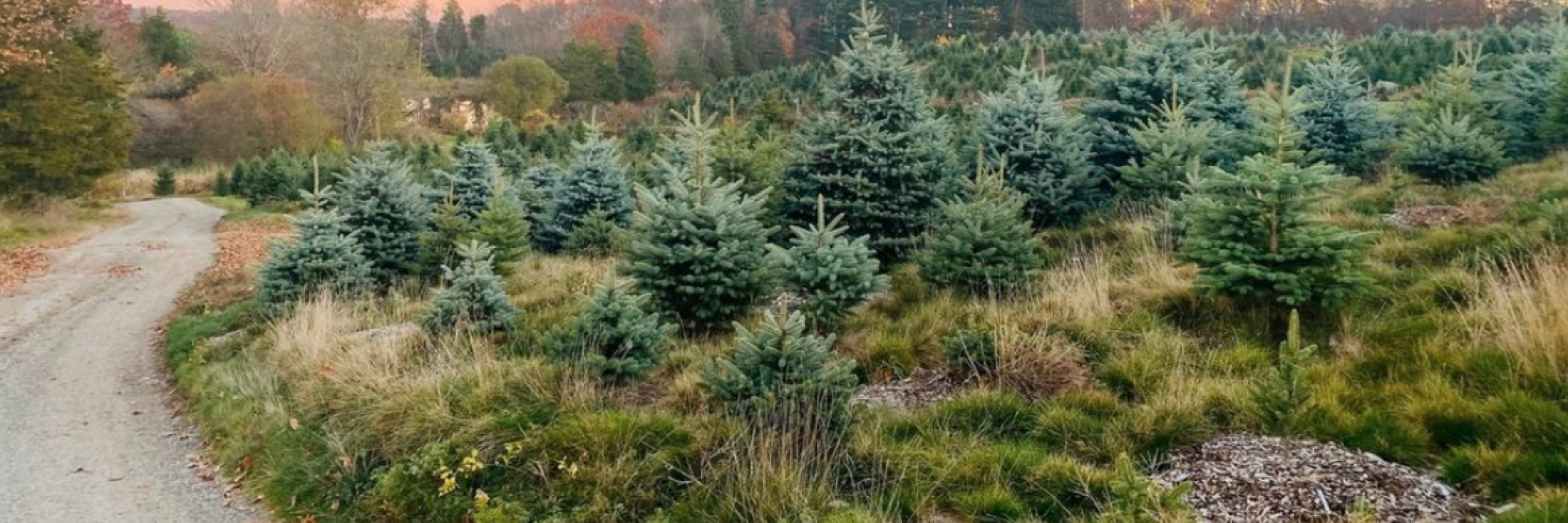 Christmas trees on hill over road