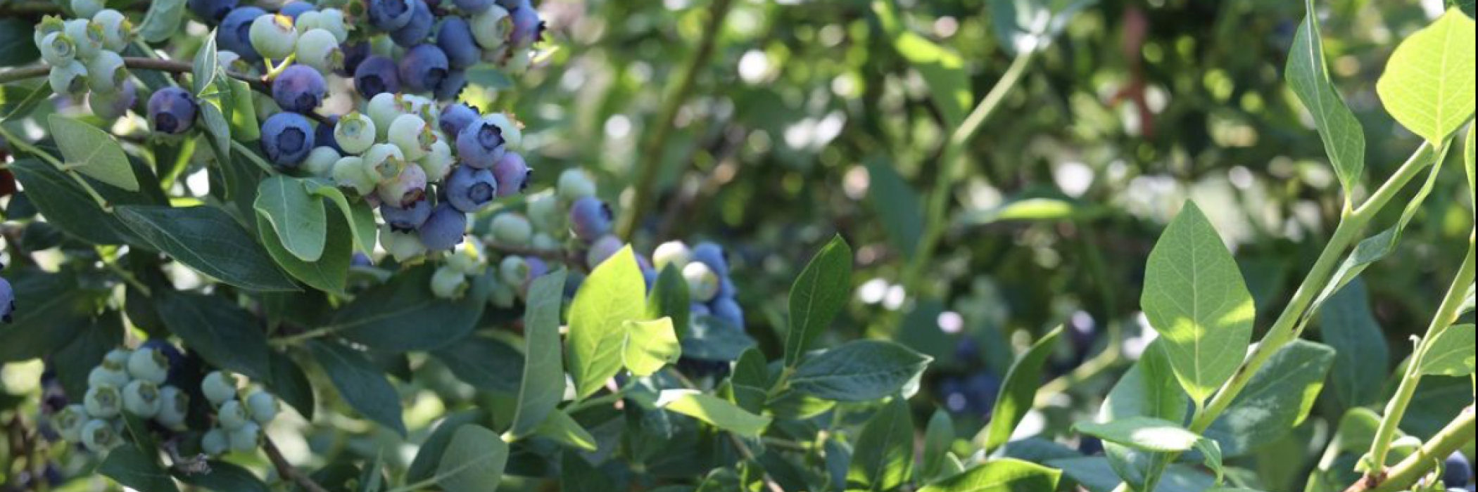 vines of ripening blueberries