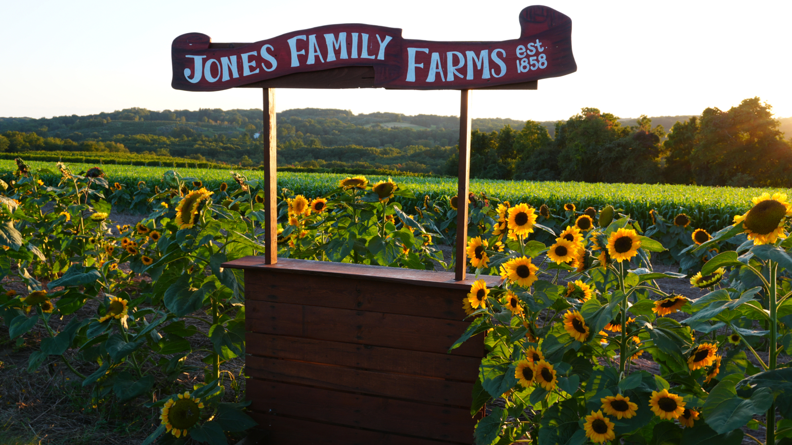Photo Op in a Sunflower Field 