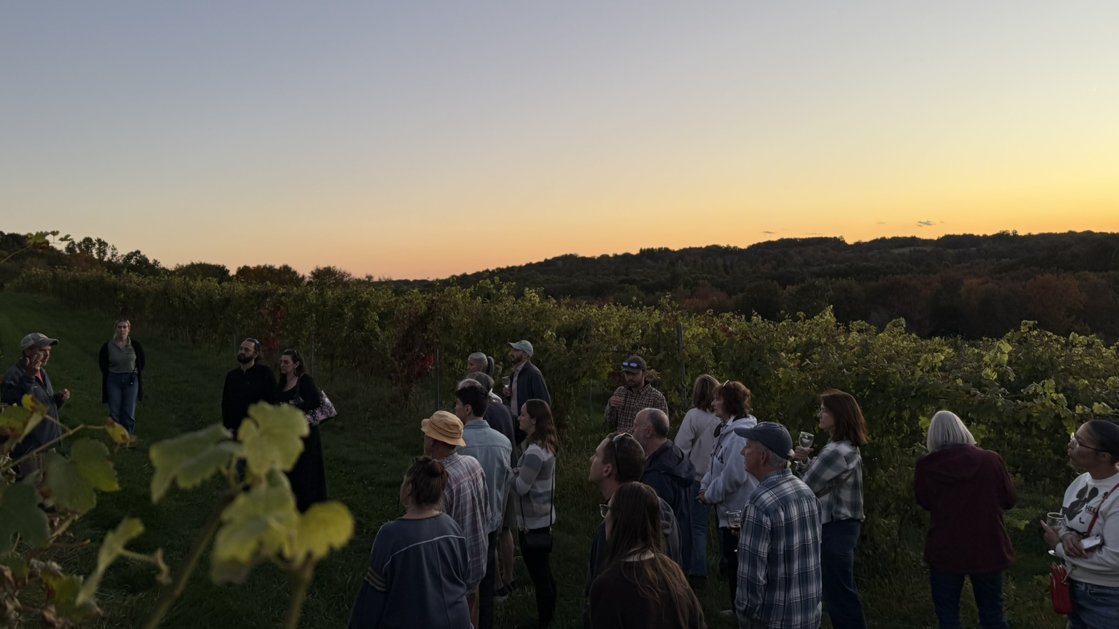 Sunset Vineyard Tour