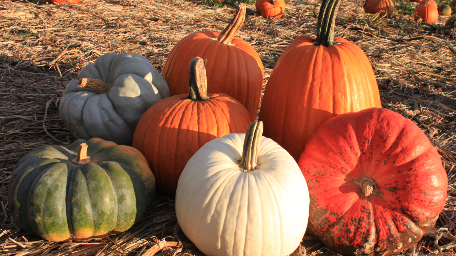 A variety of pumpkins in the field 