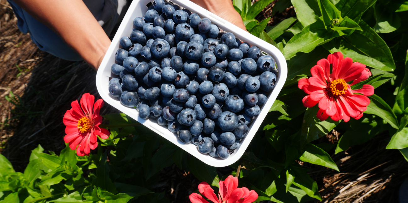 Basket of Blueberries & Flowers 