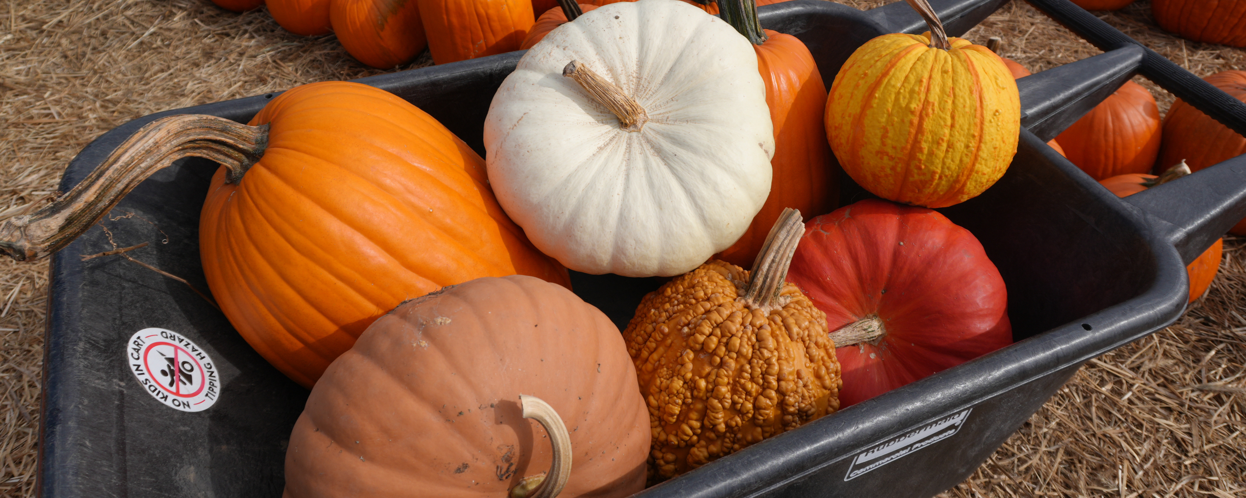 A variety of pumpkins in a wheelbarrow 