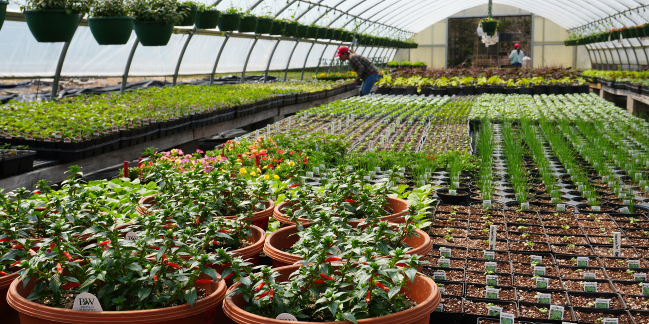 Colorful flowers growing in our greenhouse