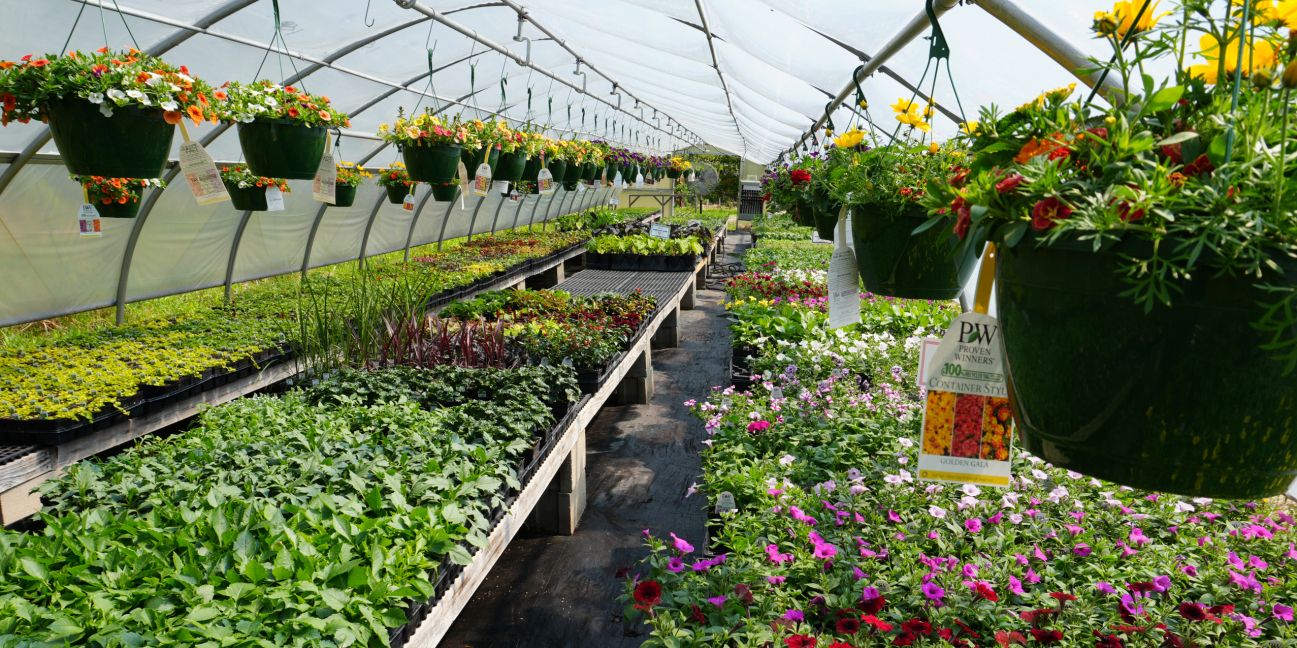 Flowers growing in our greenhouse 