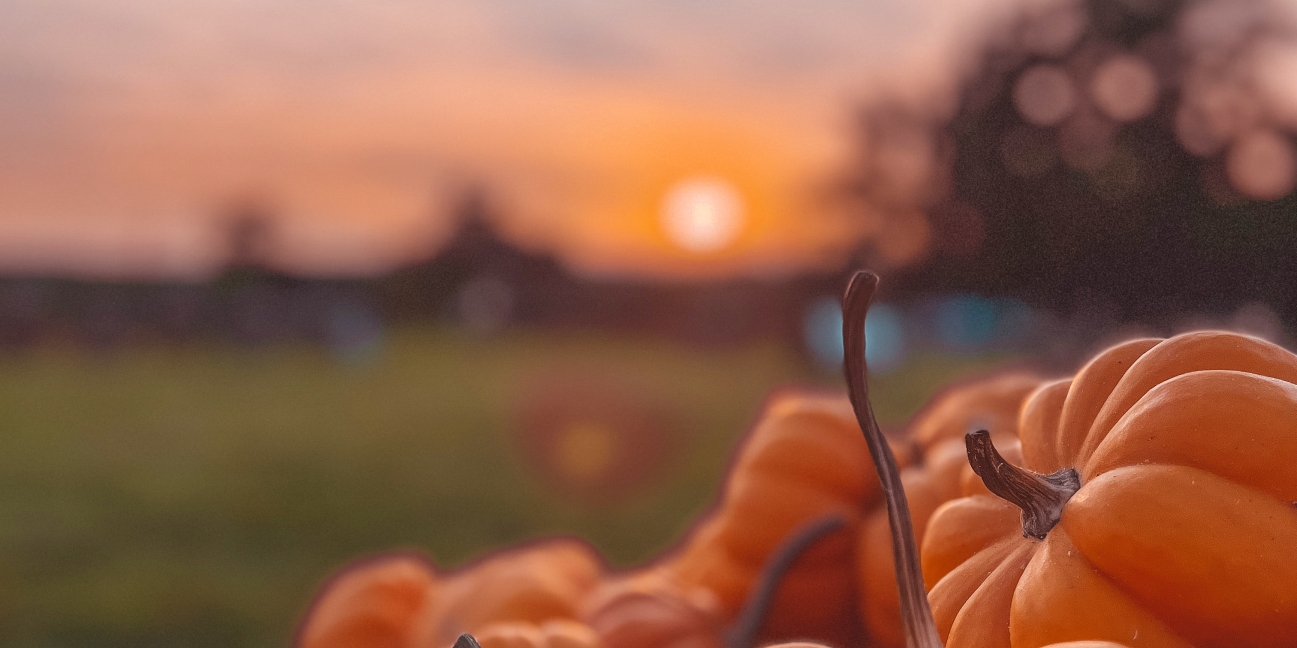 Close up fall harvested pumpkins at sunset