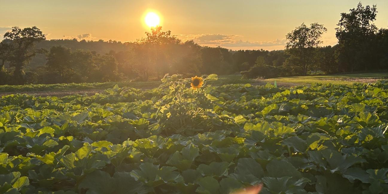 fall pumpkins in the field at sunset