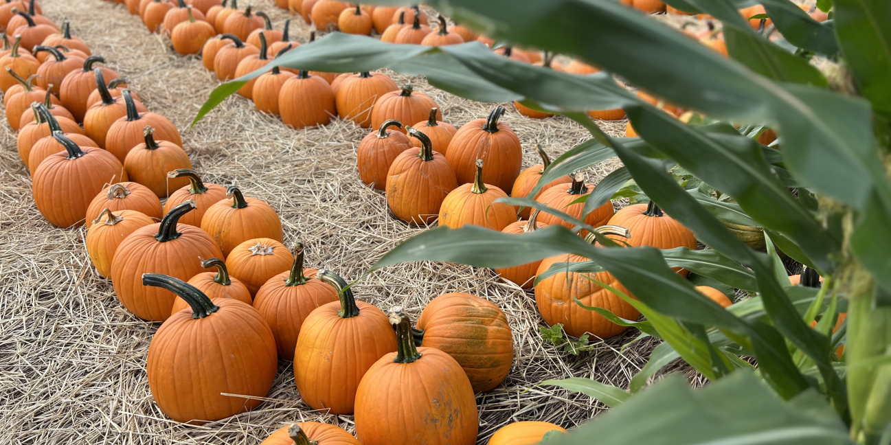 rows of pumpkins ready to take home