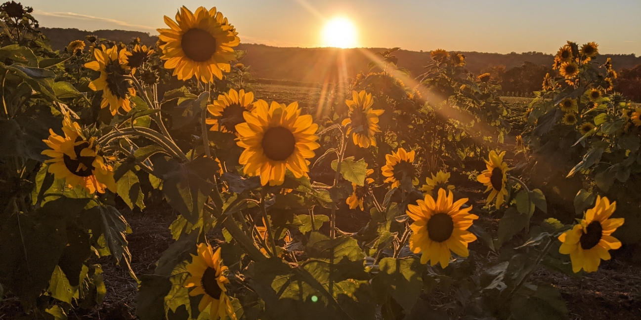 Sunflowers at sunset
