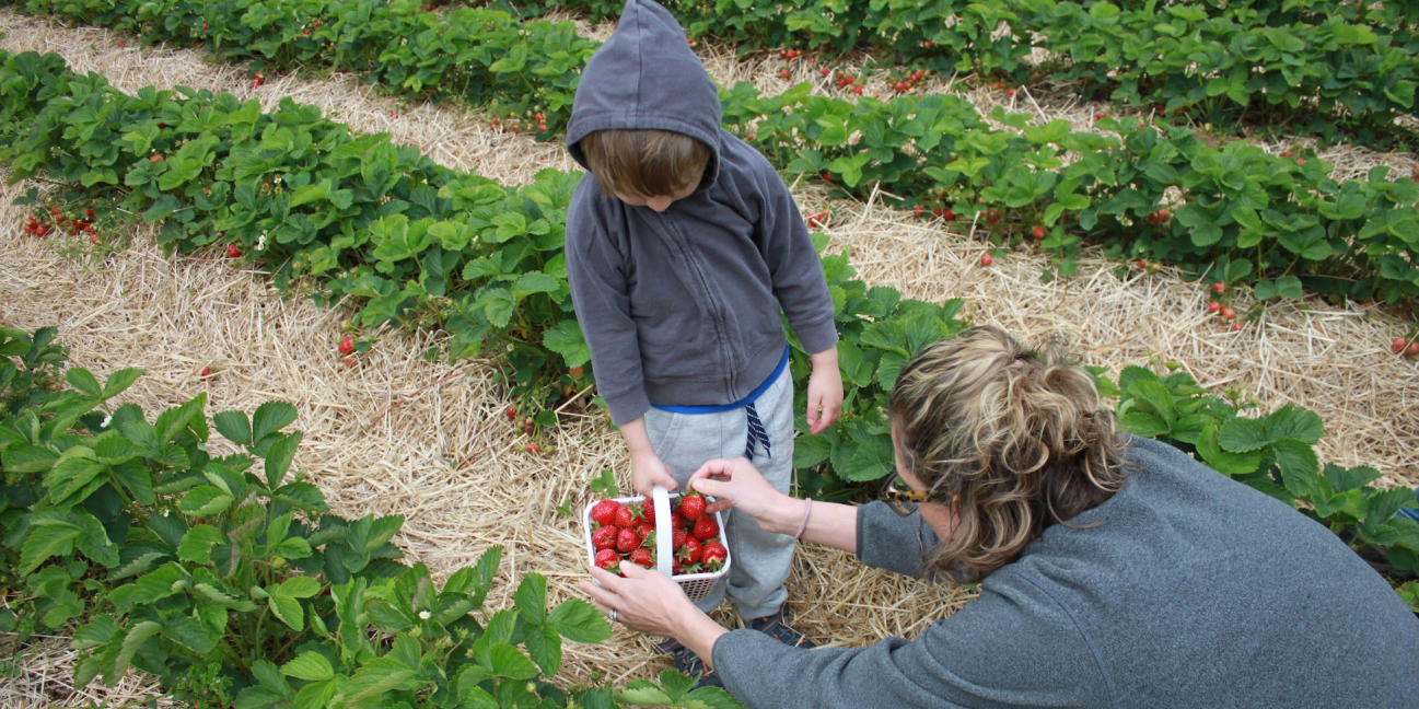 Family picking in the strawberry field 