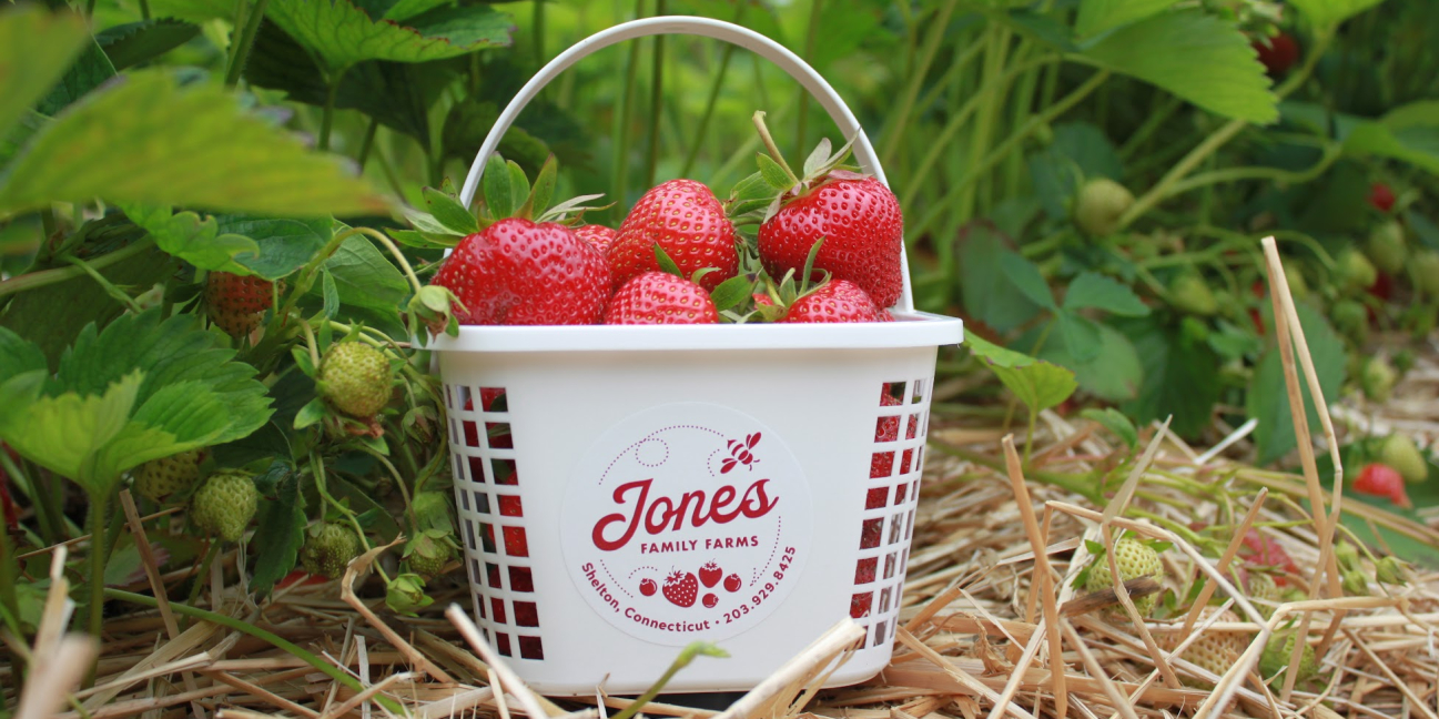 Strawberry basket in the field 