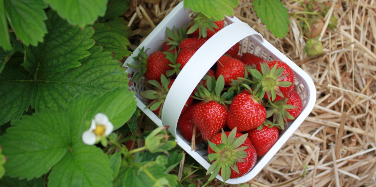 Strawberry basket in the field 