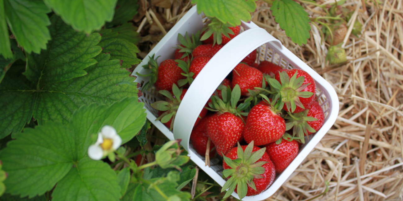 A strawberry basket from above in the field