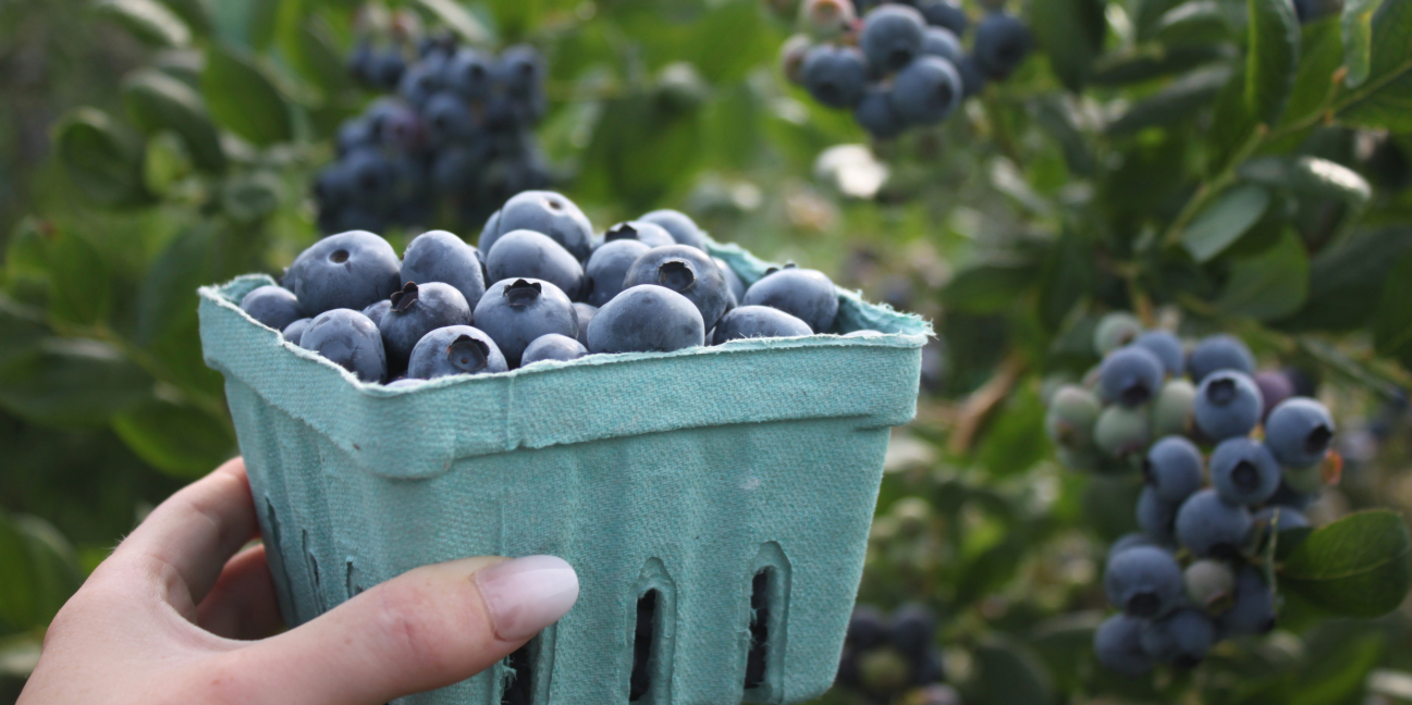 blueberry pint