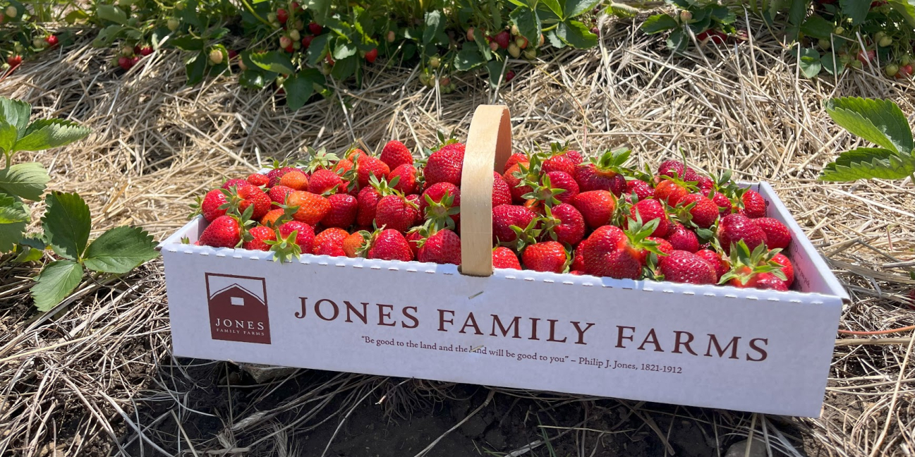 Strawberry box in the field 