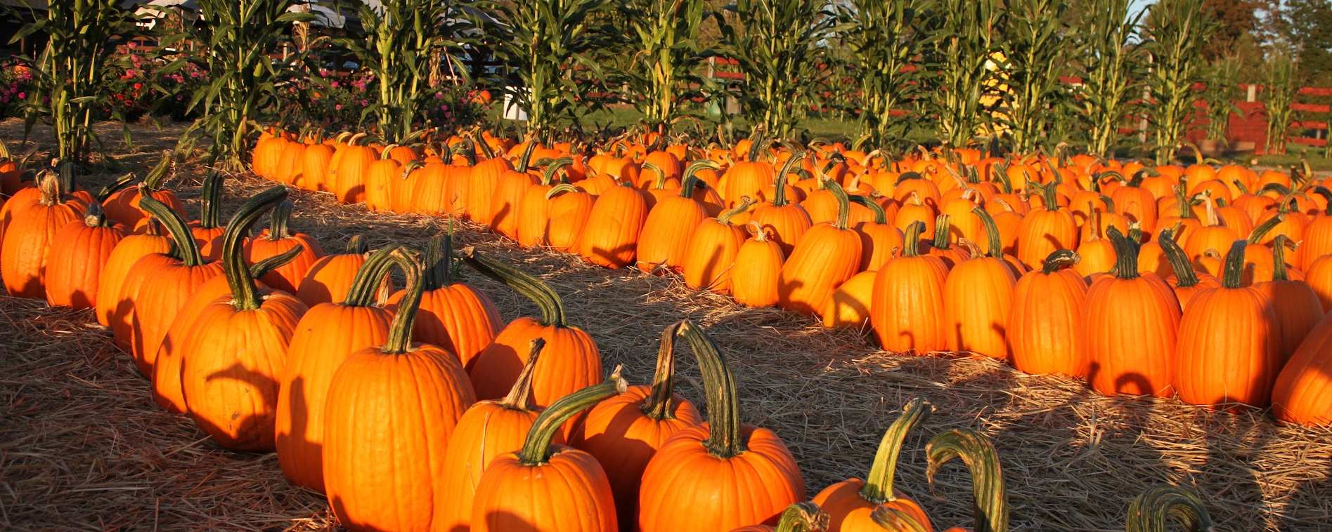 Perfect pumpkins lined up for picking