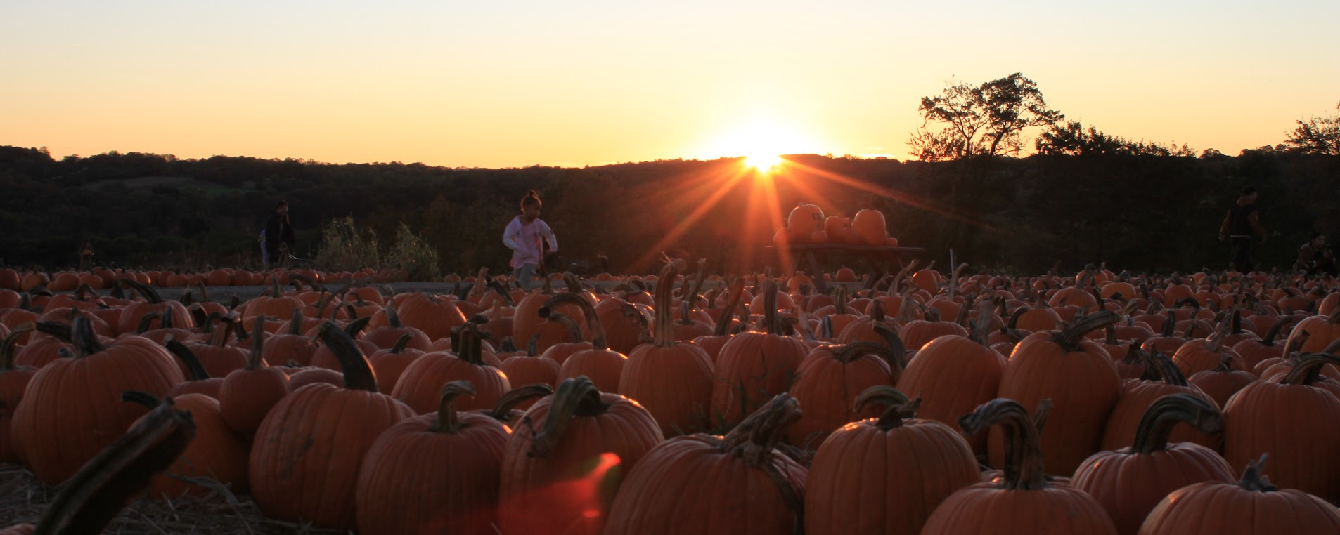 Sunset Over the Pumpkin Field 