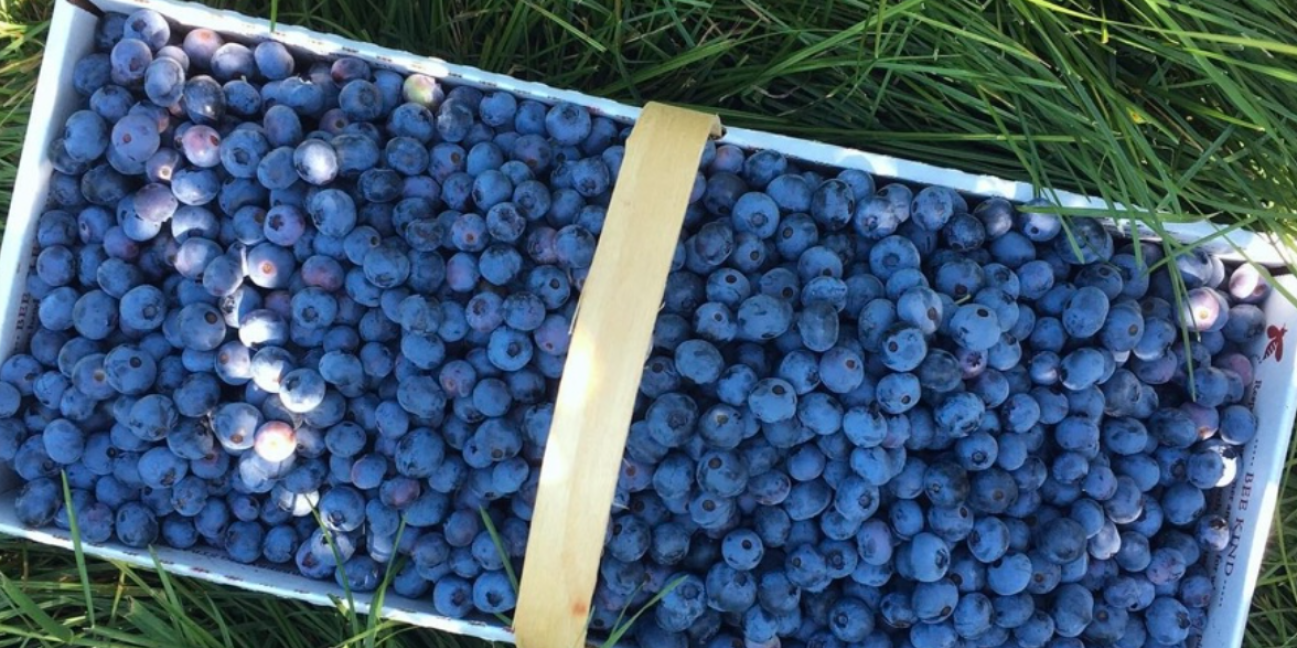 box of blueberries in the grass
