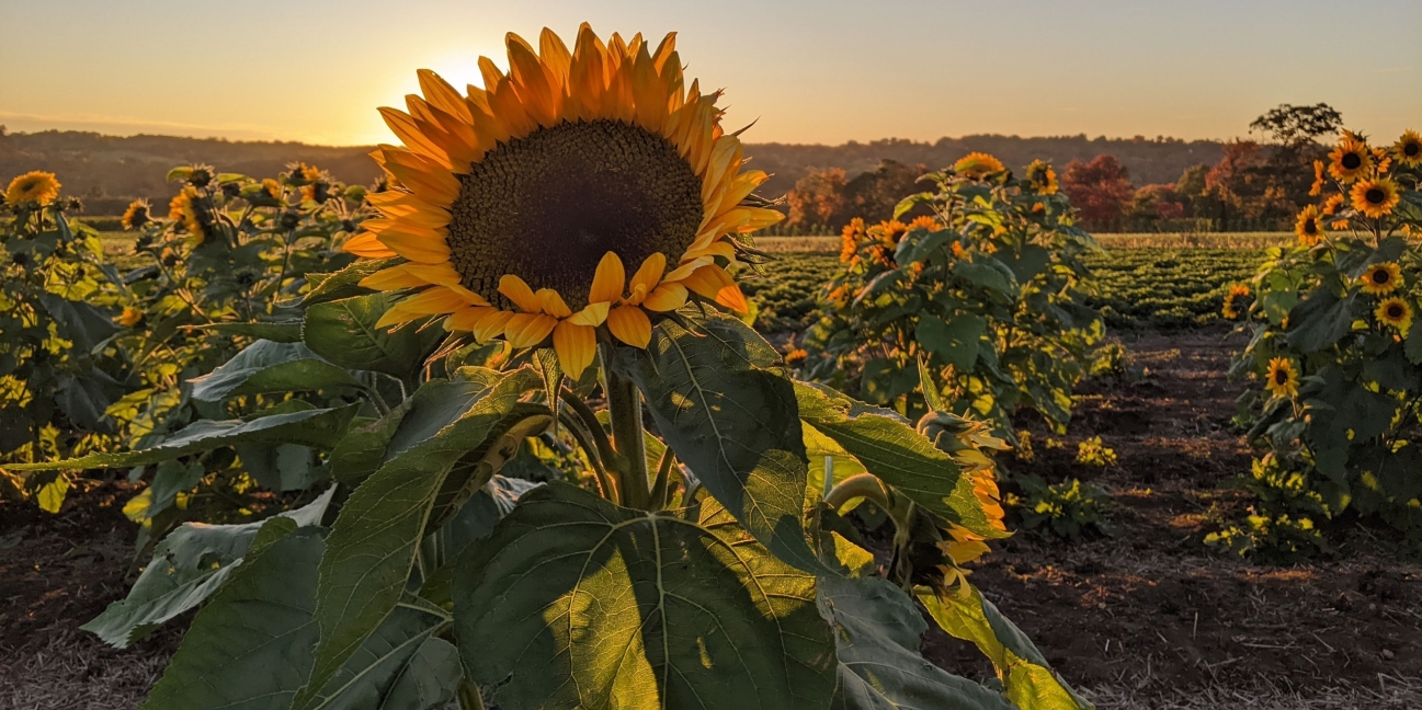 Sunflowers at sunset at Pumpkinseed Hill