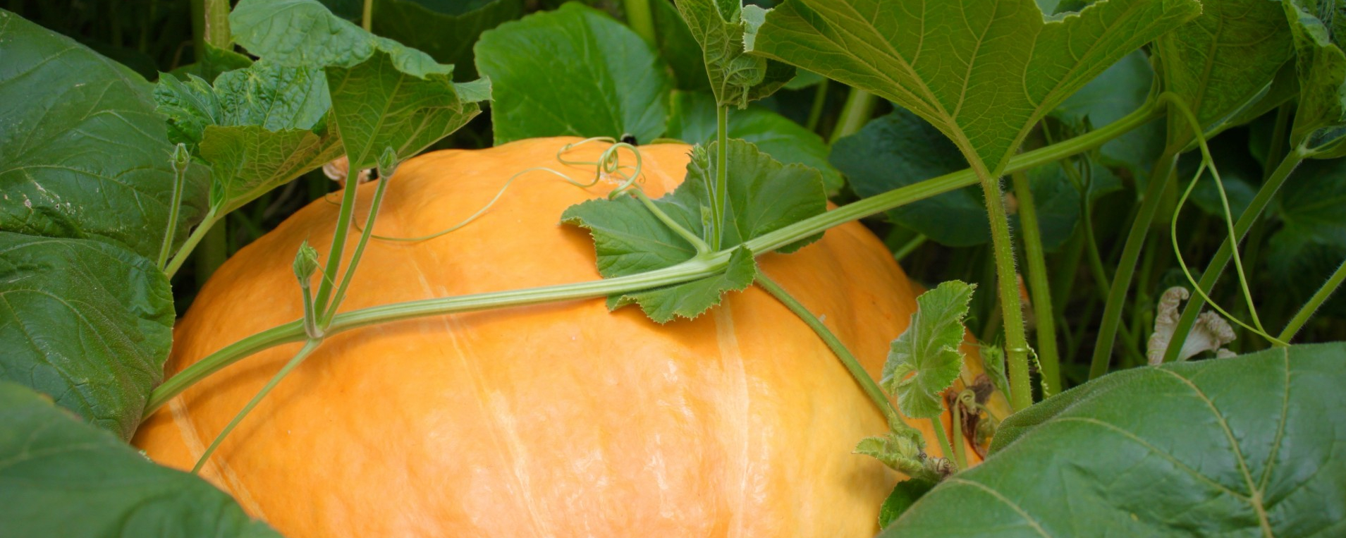 Giant Pumpkin in Field