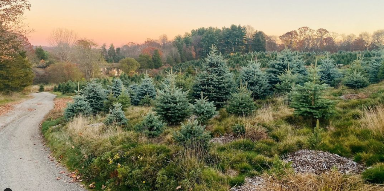 Christmas trees on hill over road