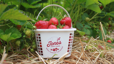 Strawberry basket in the field 