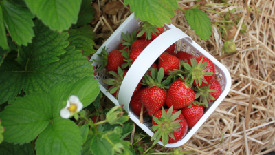 Strawberry basket in the field 